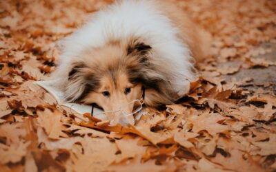 Les conséquences juridiques de l’abandon d’un chien.