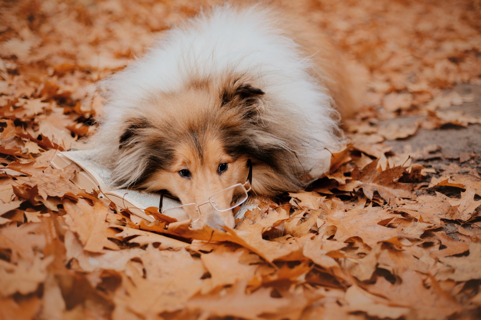 Abandon de chien