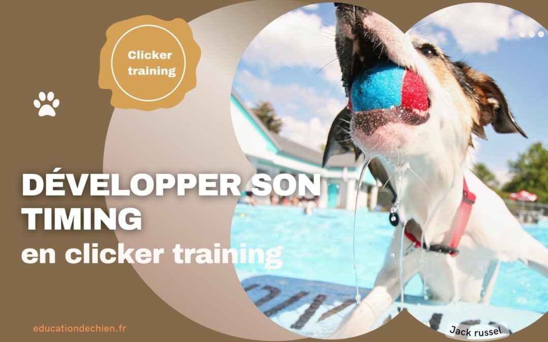 Développer son timing en clicker training. Exemple concret pour chien