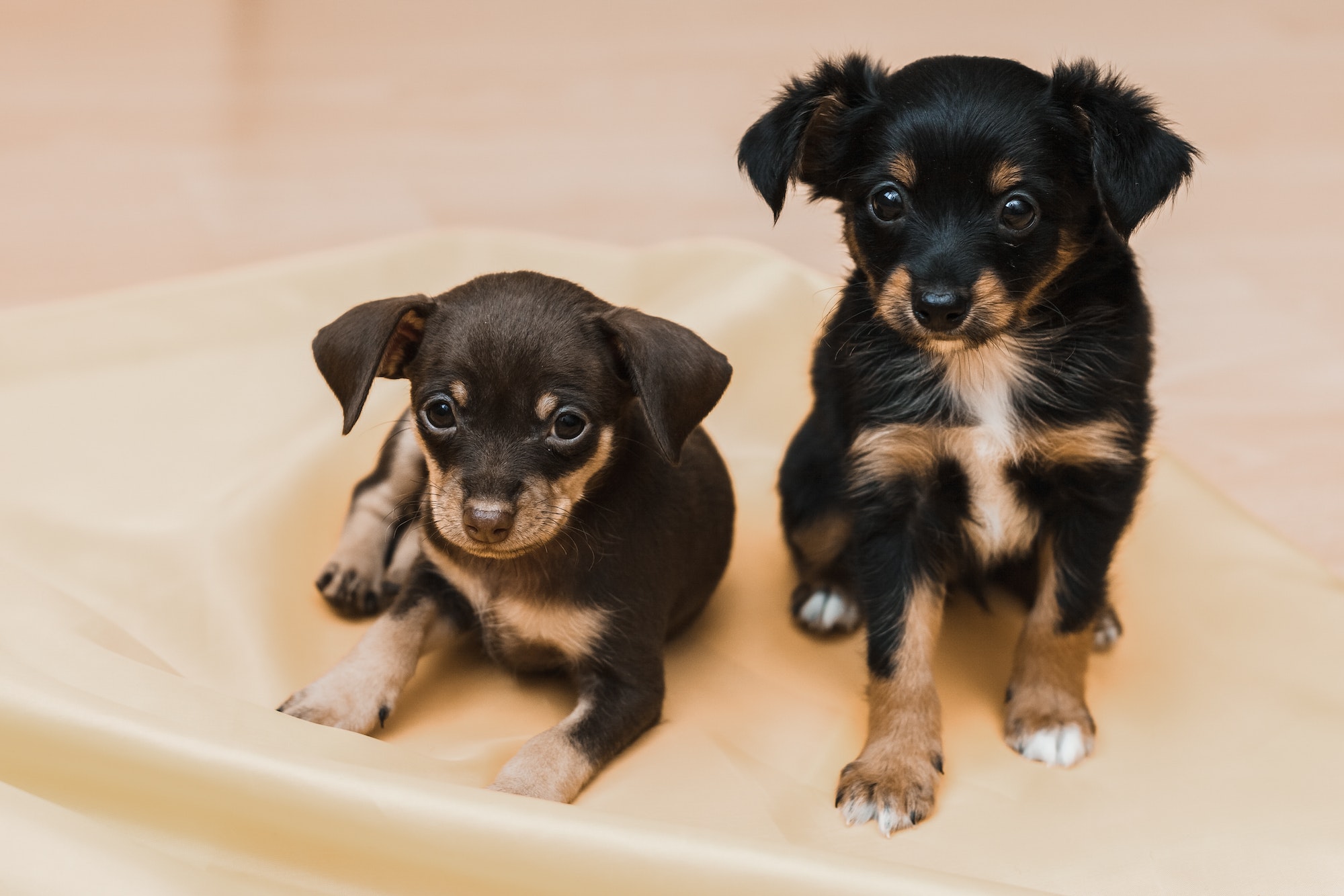 Deux petits chien