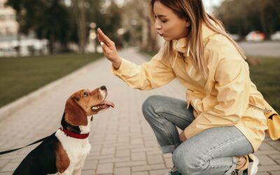 Comment le contact visuel peut vous aider à conserver l’attention de votre chien