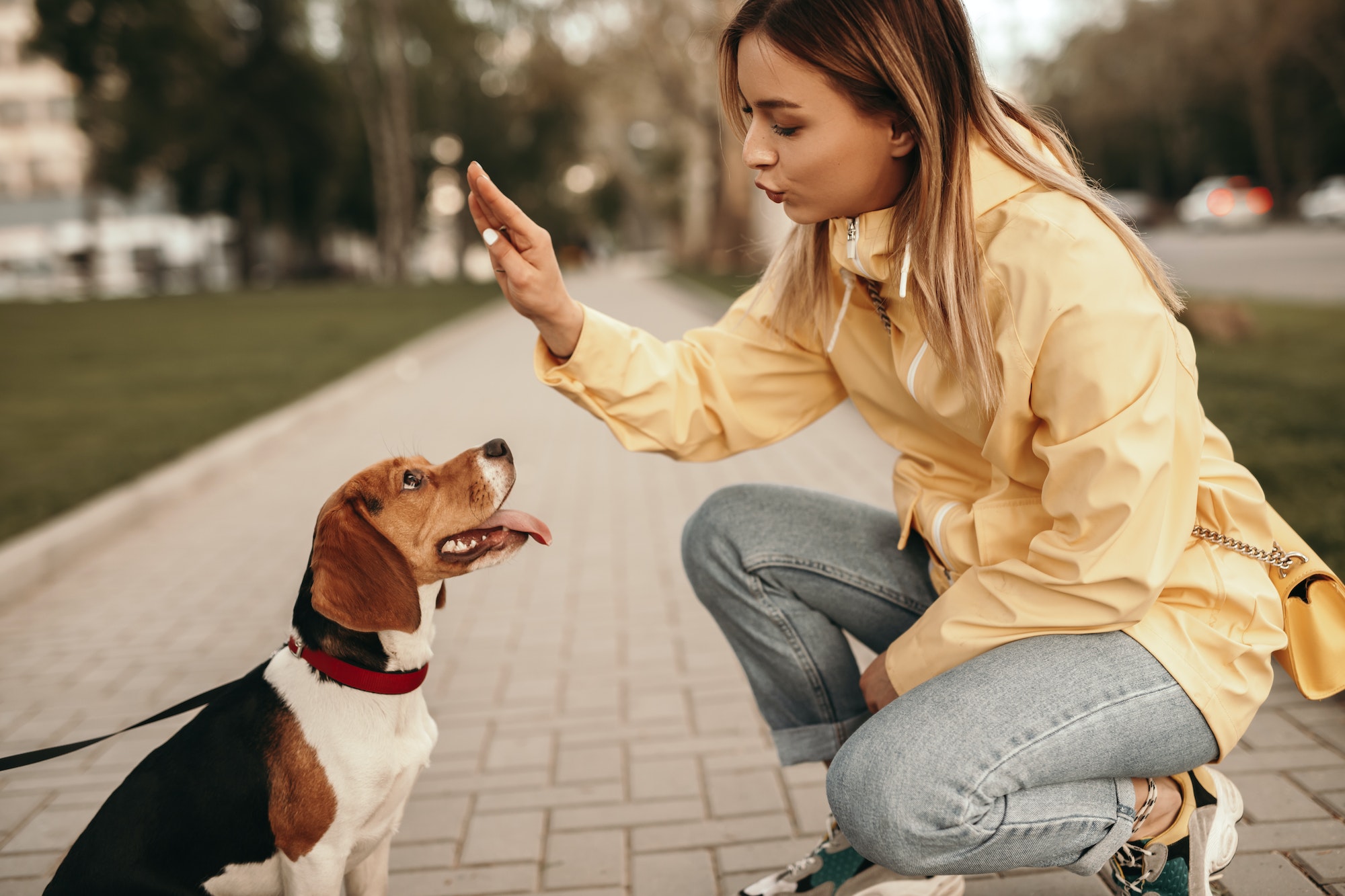 Exercice attention chien