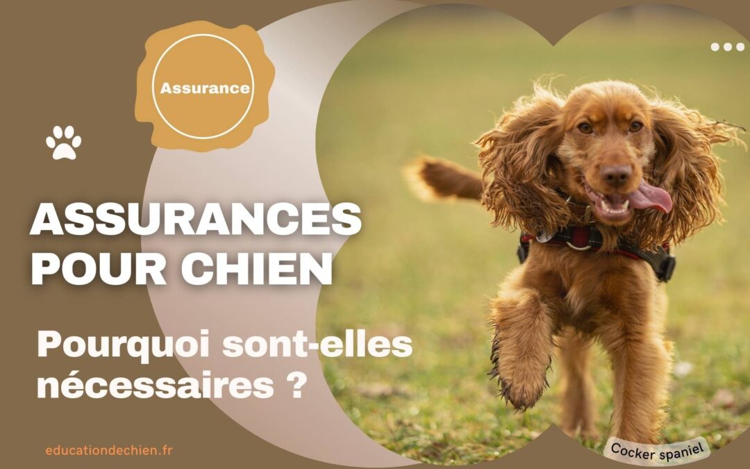 Introduction aux assurances pour chiens : Pourquoi sont-elles nécessaires ?