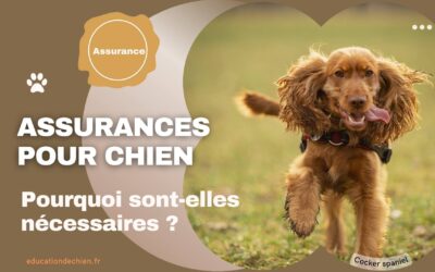 Introduction aux assurances pour chiens : Pourquoi sont-elles nécessaires ?