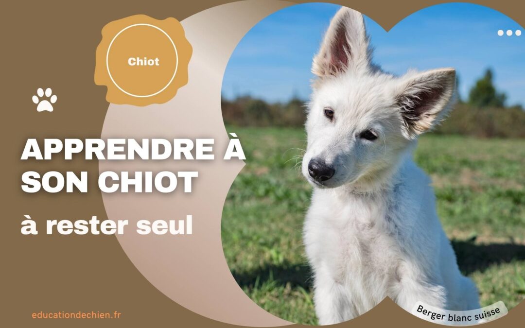 Apprendre à son chiot à rester seul