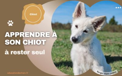 Apprendre à son chiot à rester seul