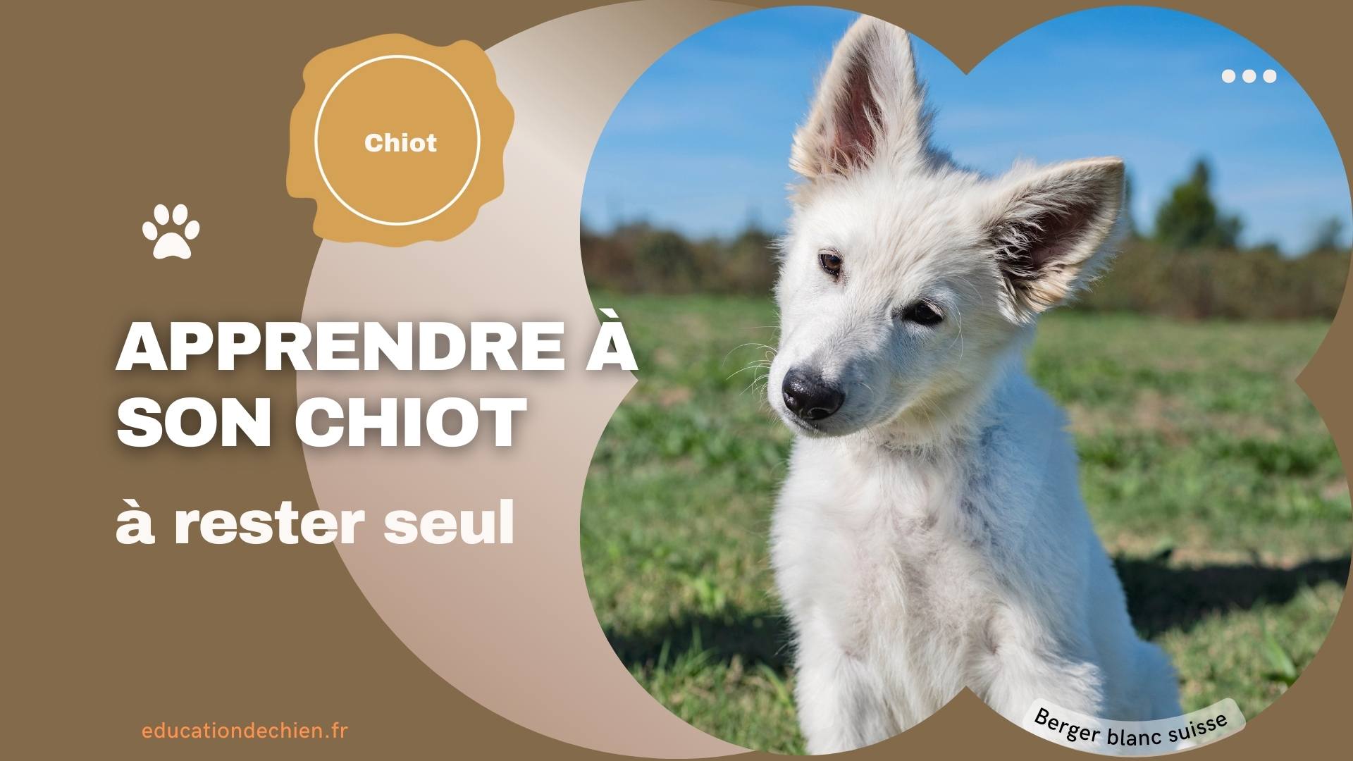 Berger blanc suisse