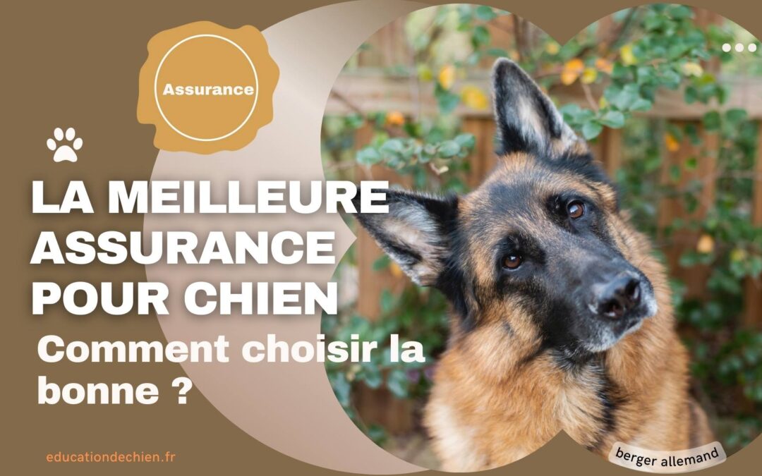 Quelle est la meilleure assurance pour chien ?