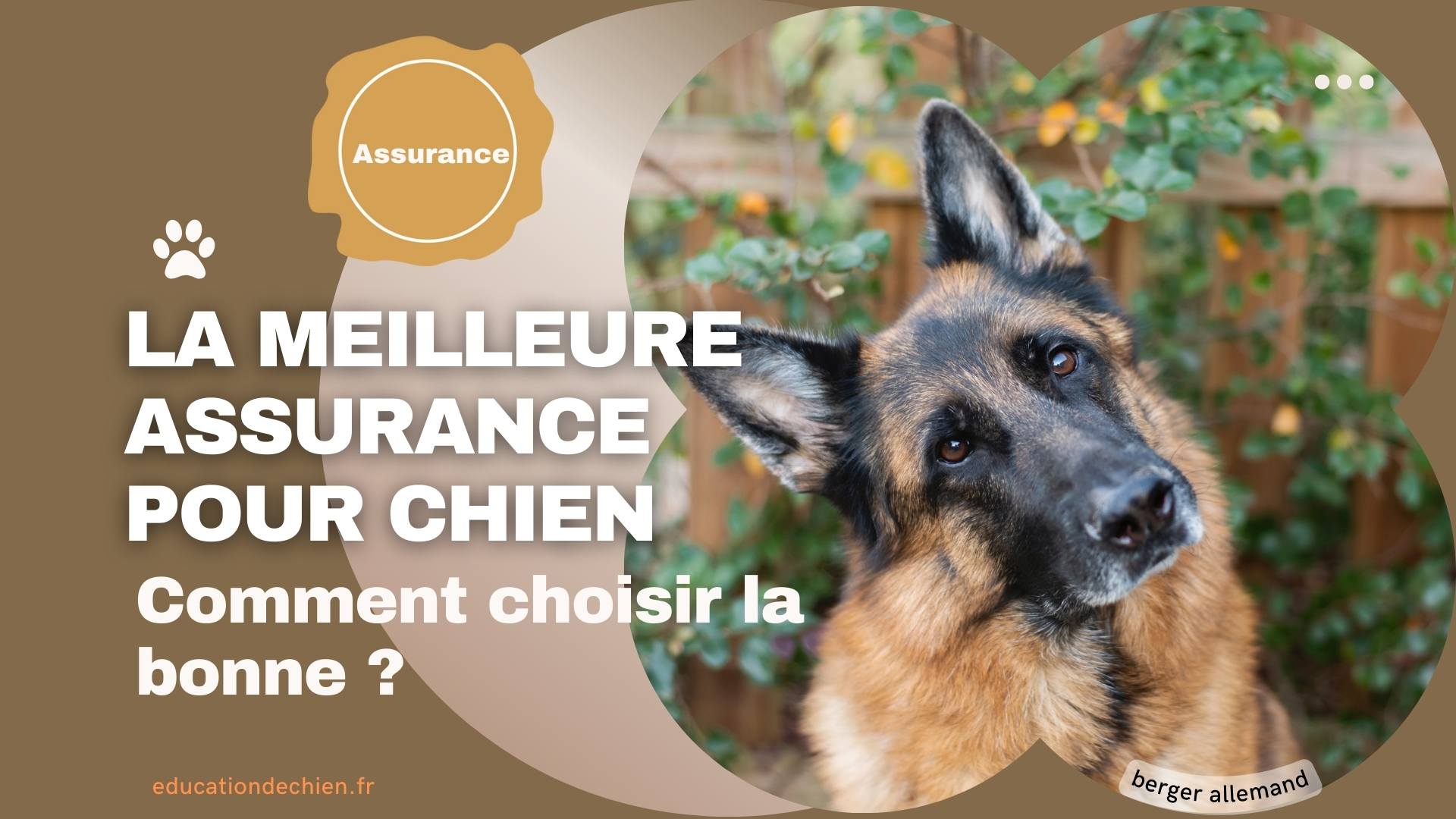 La meilleure assurance pour chien