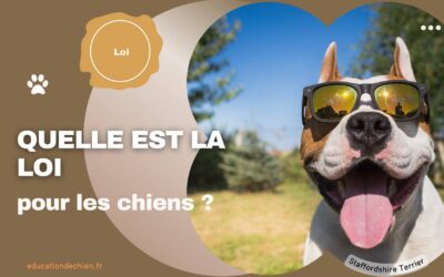 Quelle est la loi pour les chiens ?