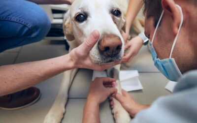 Les avantages et inconvénients de souscrire une assurance pour votre animal de compagnie.