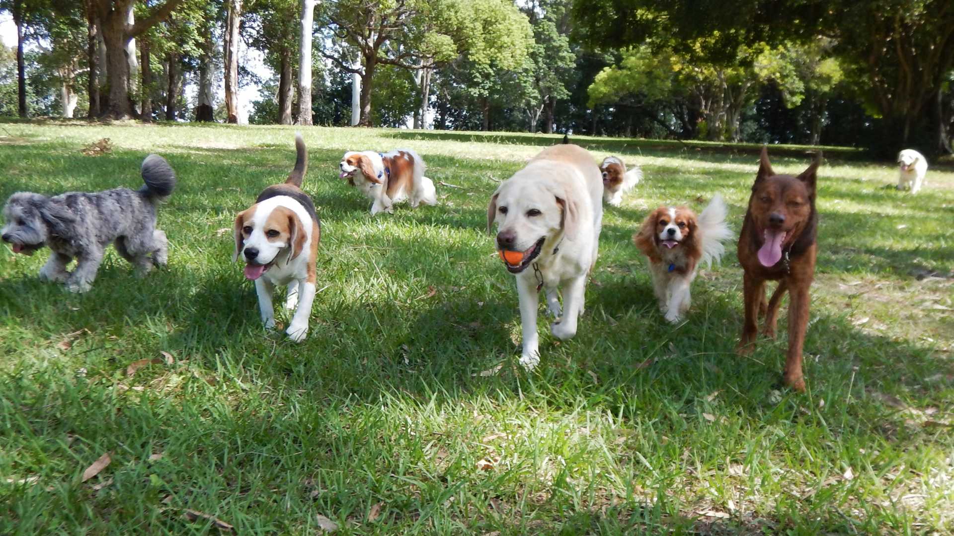 comment trouver la meilleure assurance pour son chien