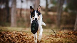 chiens qui joue dans les feuilles