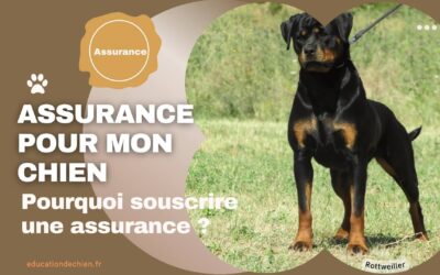 Quelle assurance couvre mon chien ?