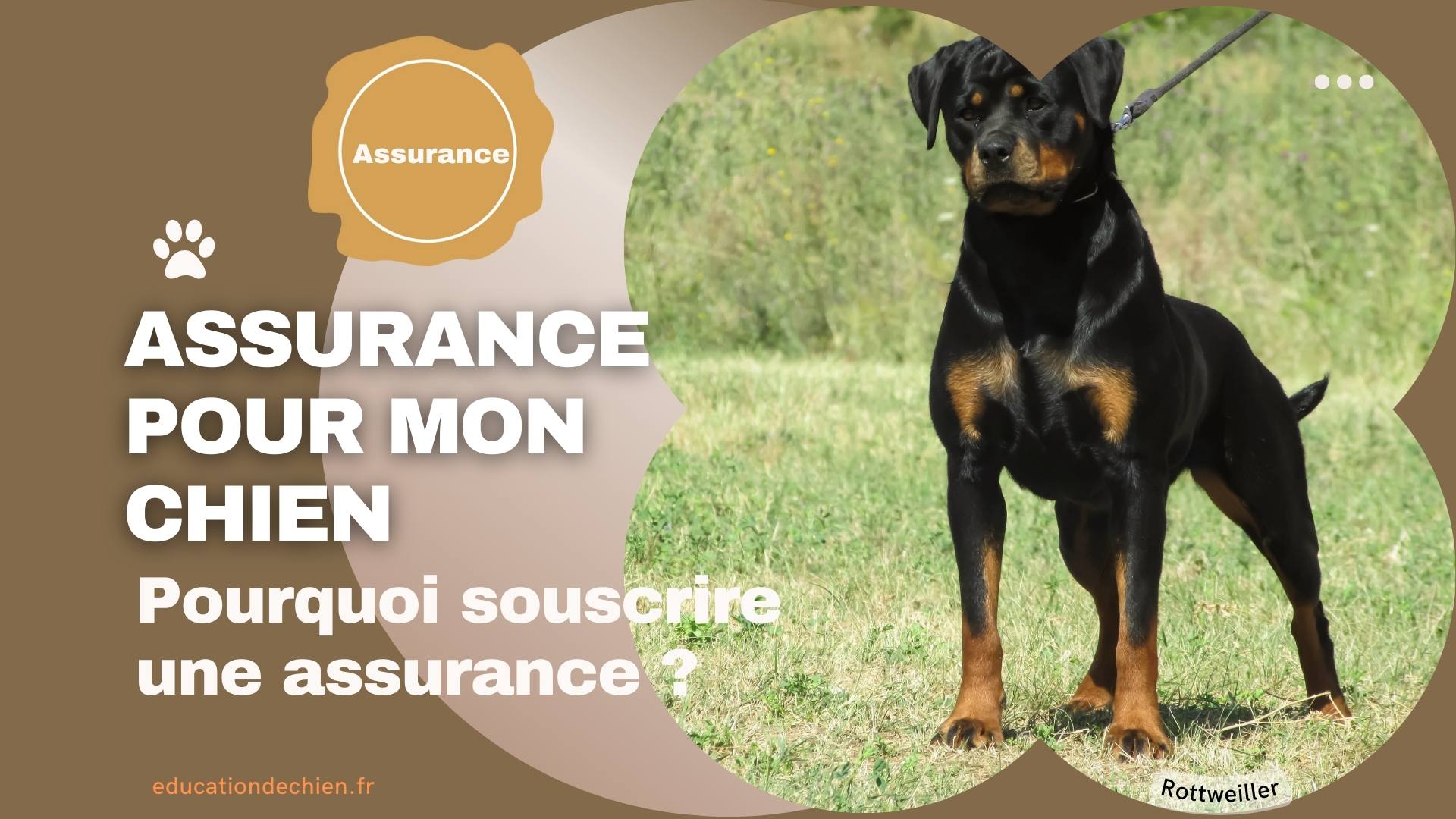assurance pour mon chien
