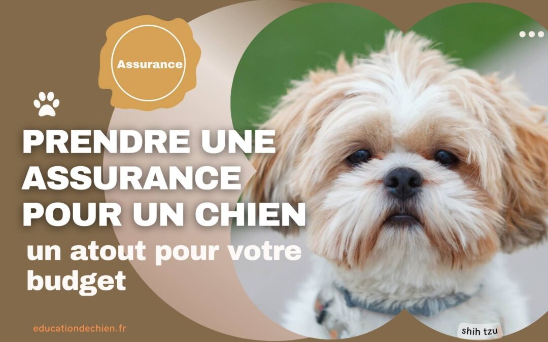 Pourquoi prendre une assurance pour un chien ?
