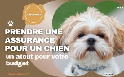 Pourquoi prendre une assurance pour un chien ?
