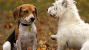 deux chiens dans l'herbe