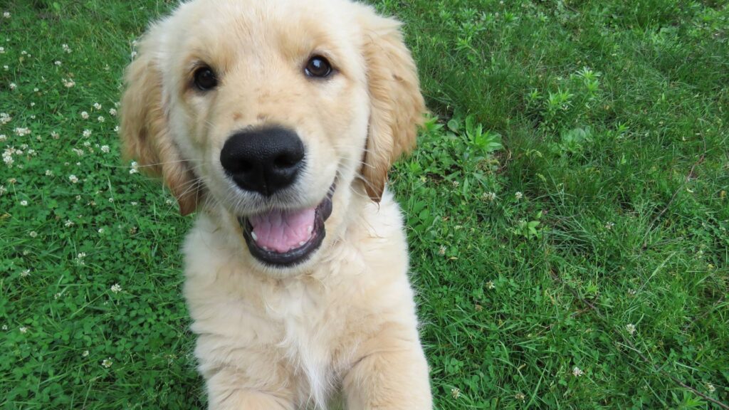 Chiot