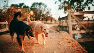 deux chiens se promenant 