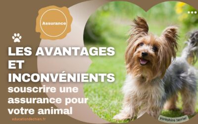 Les avantages et inconvénients de souscrire une assurance pour votre animal de compagnie.