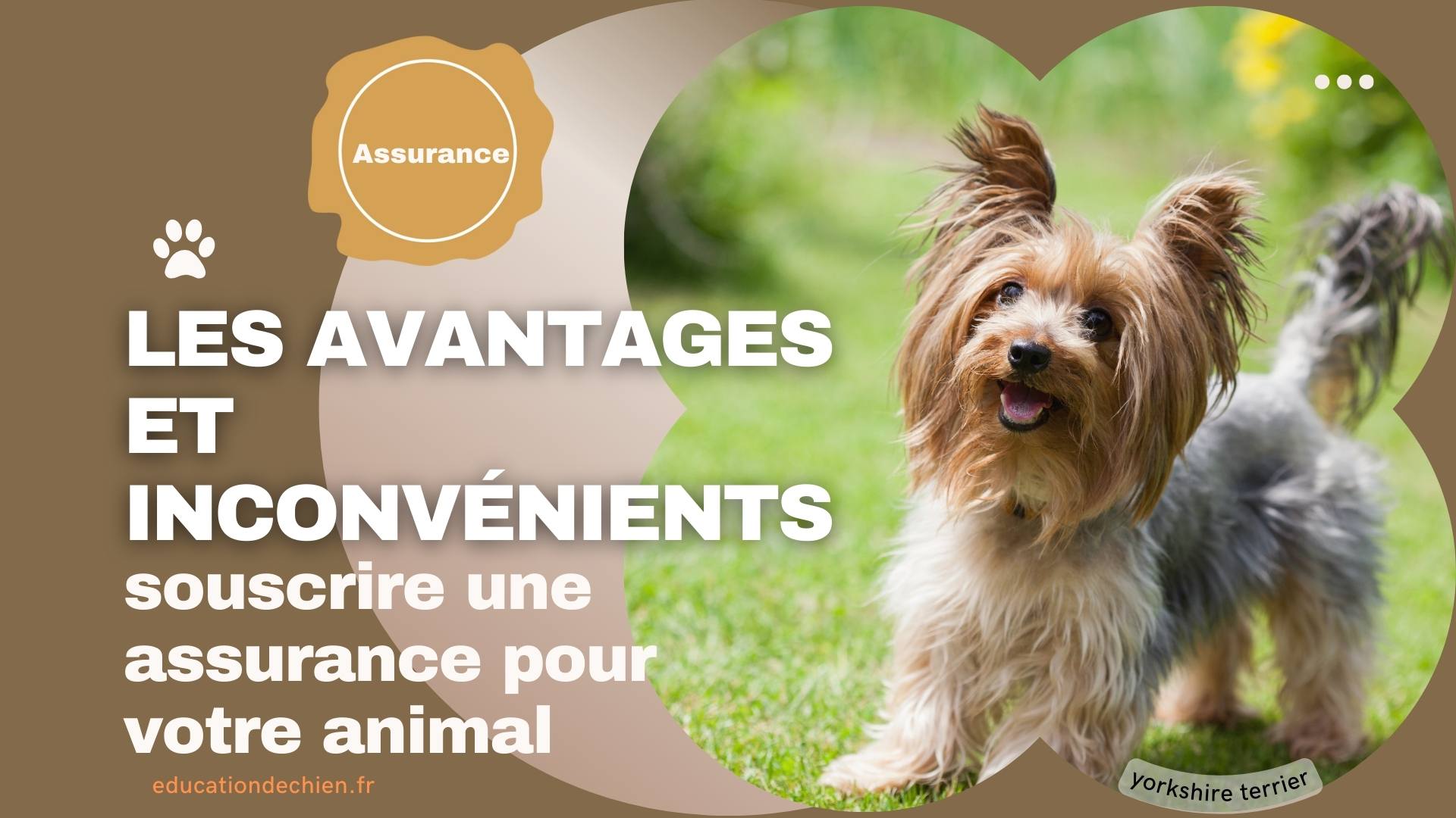souscrire une assurance pour votre animal de compagnie