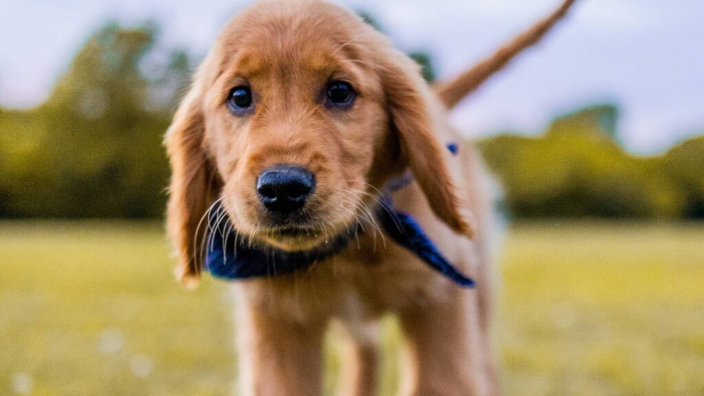 Petit chiot