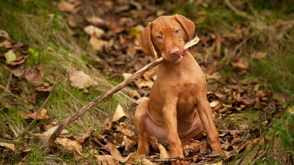 Chien dans la forêt