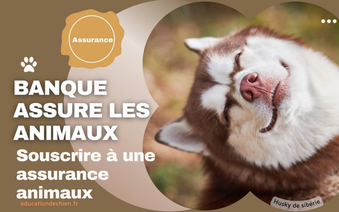Quelle banque assure les animaux ?