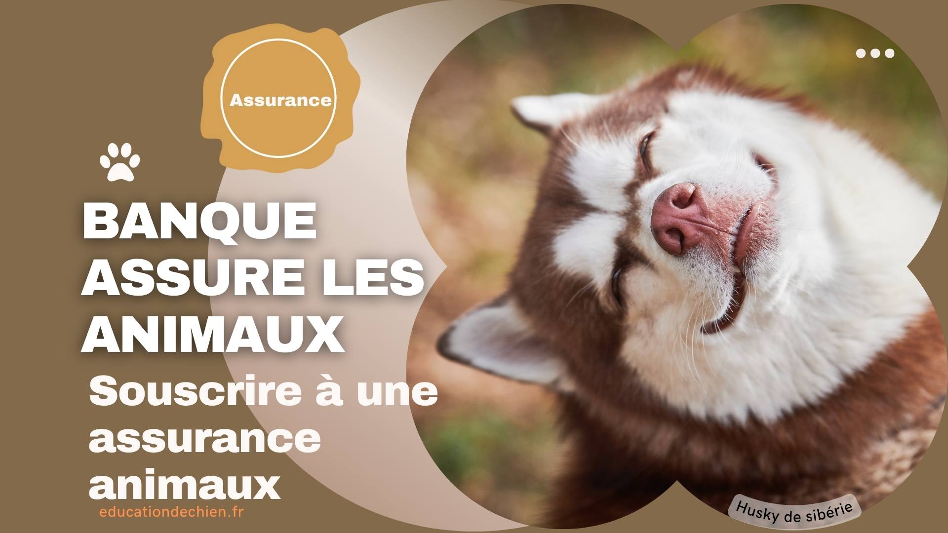 banque assure les animaux