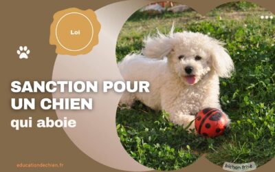Quel sanction pour un chien qui aboie ?