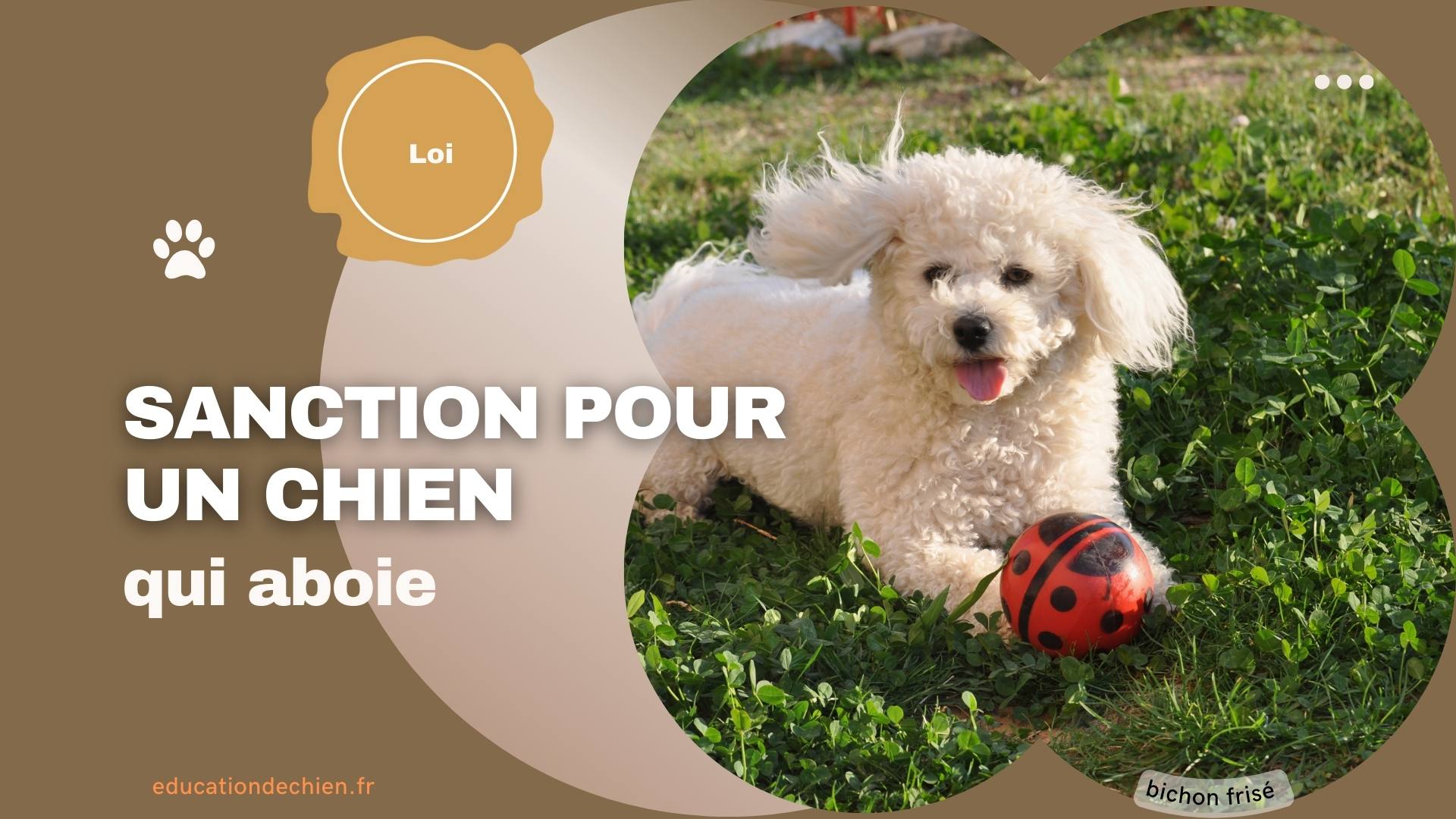 bichon frisé