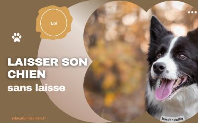 Est-il interdit de laisser son chien sans laisse ?