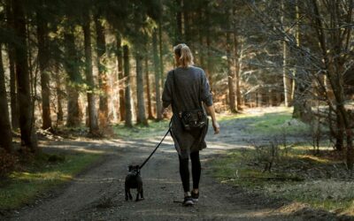 Est-il obligatoire d’attacher son chien en promenade ?