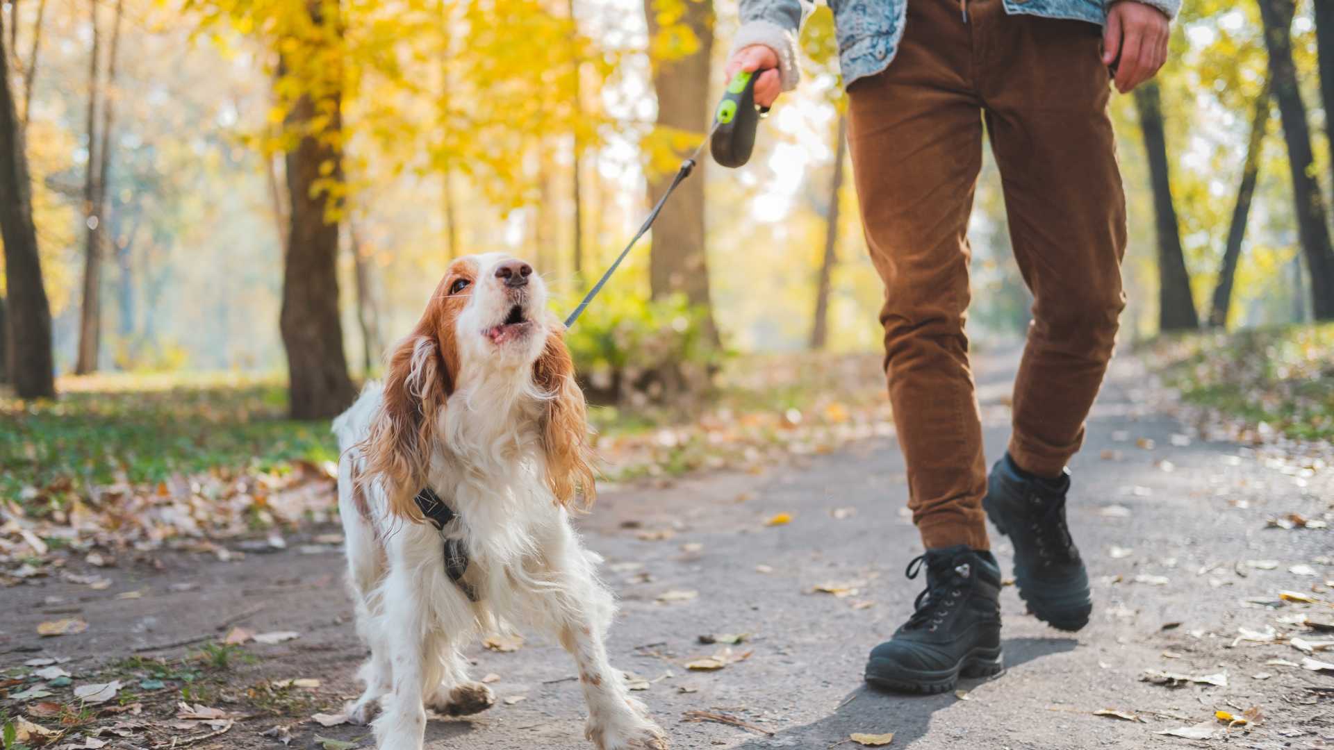 chien en promenade dans la forêt en laisse