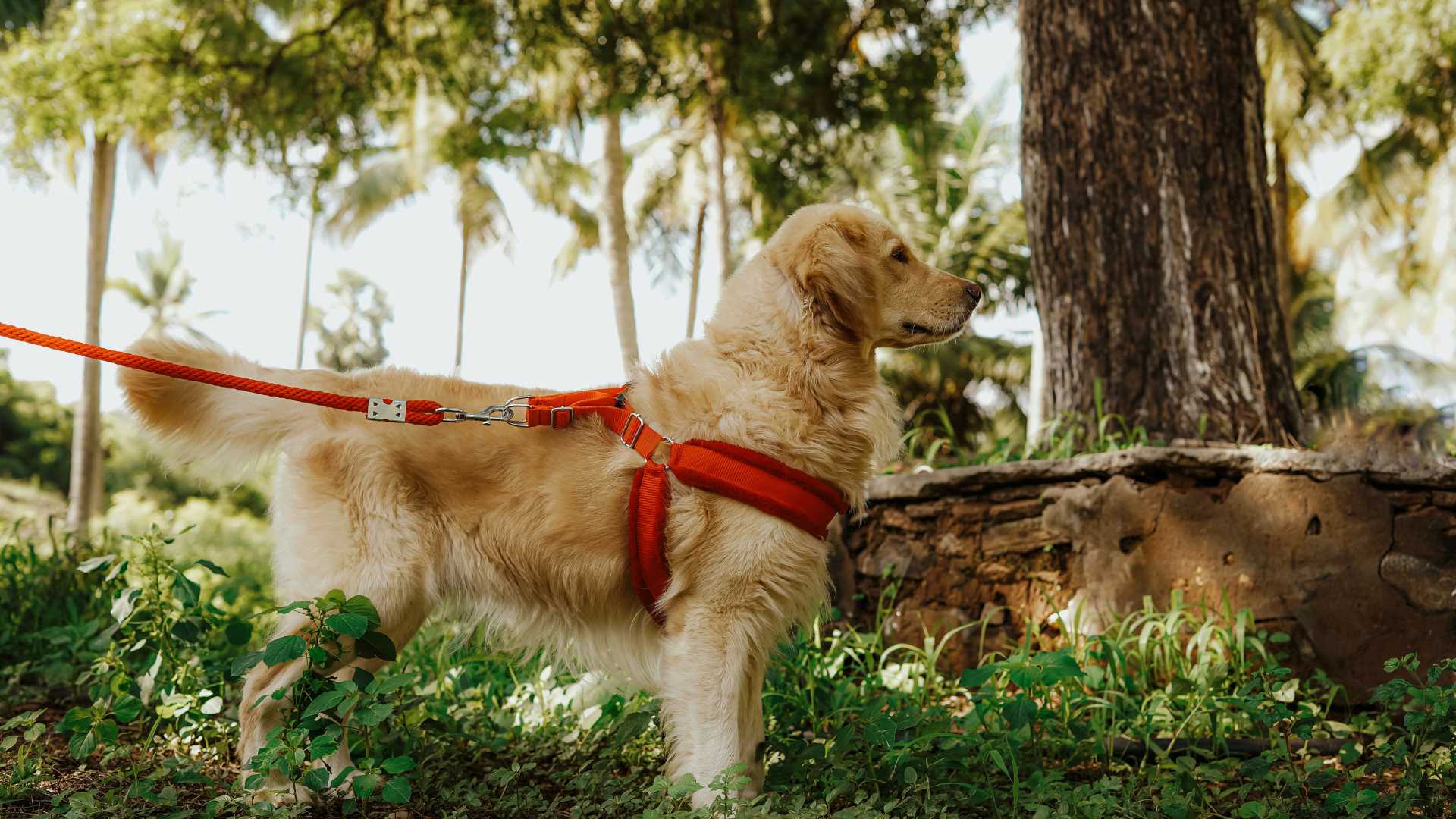 chien en forêt avec laisse rouge