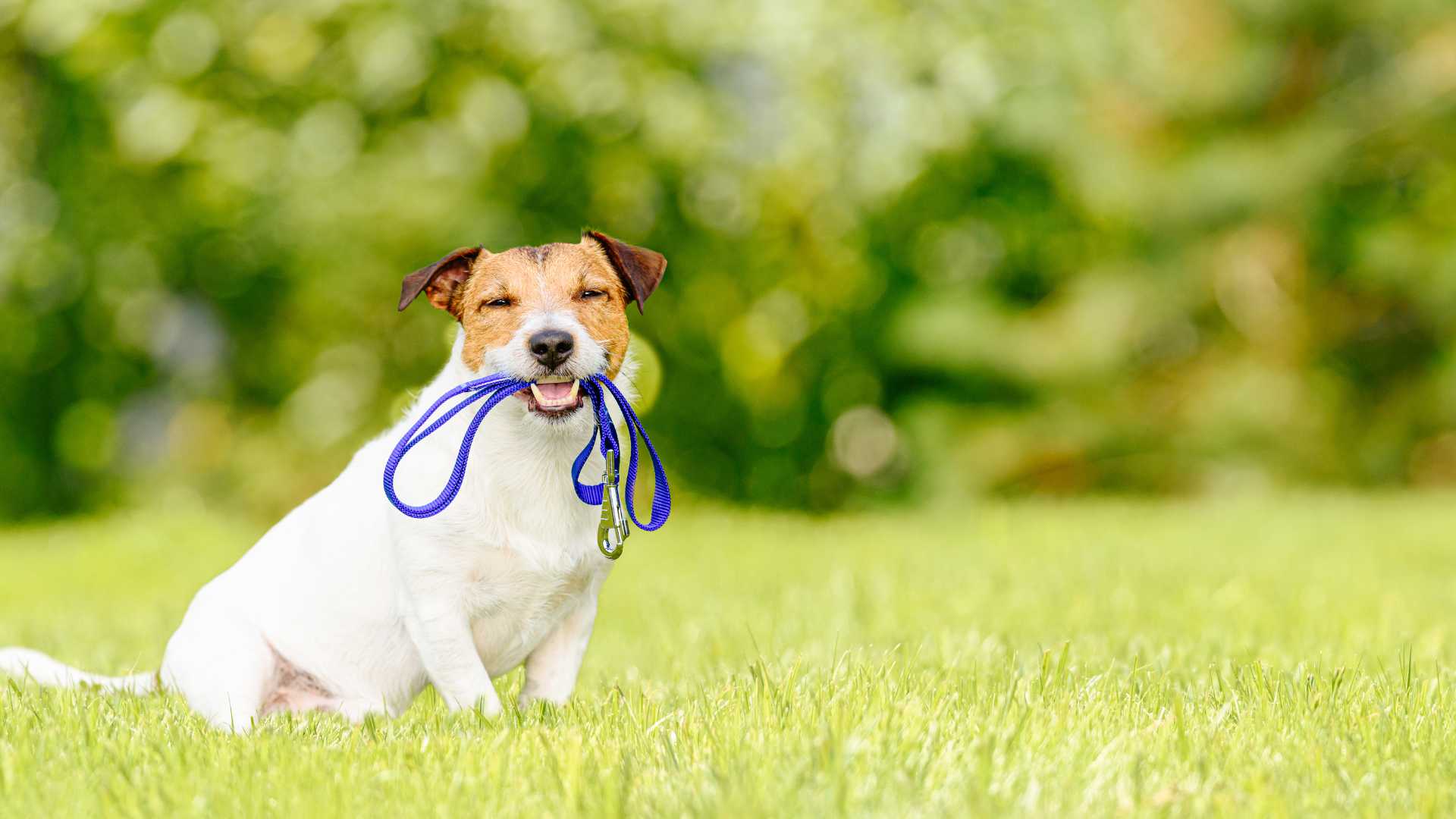 petit chien avec sa laisse bleu