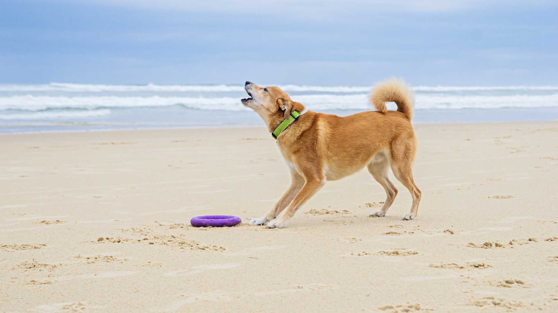 Chien qui aboie sur la plage