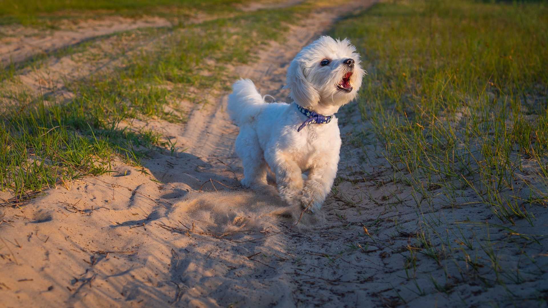 Petit chien qui aboie