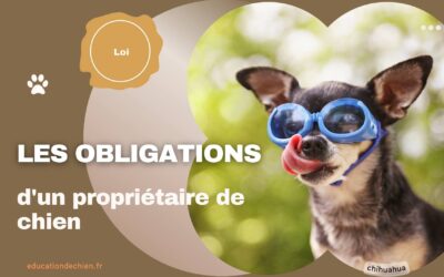 Quelles sont les obligations d’un propriétaire de chien ?