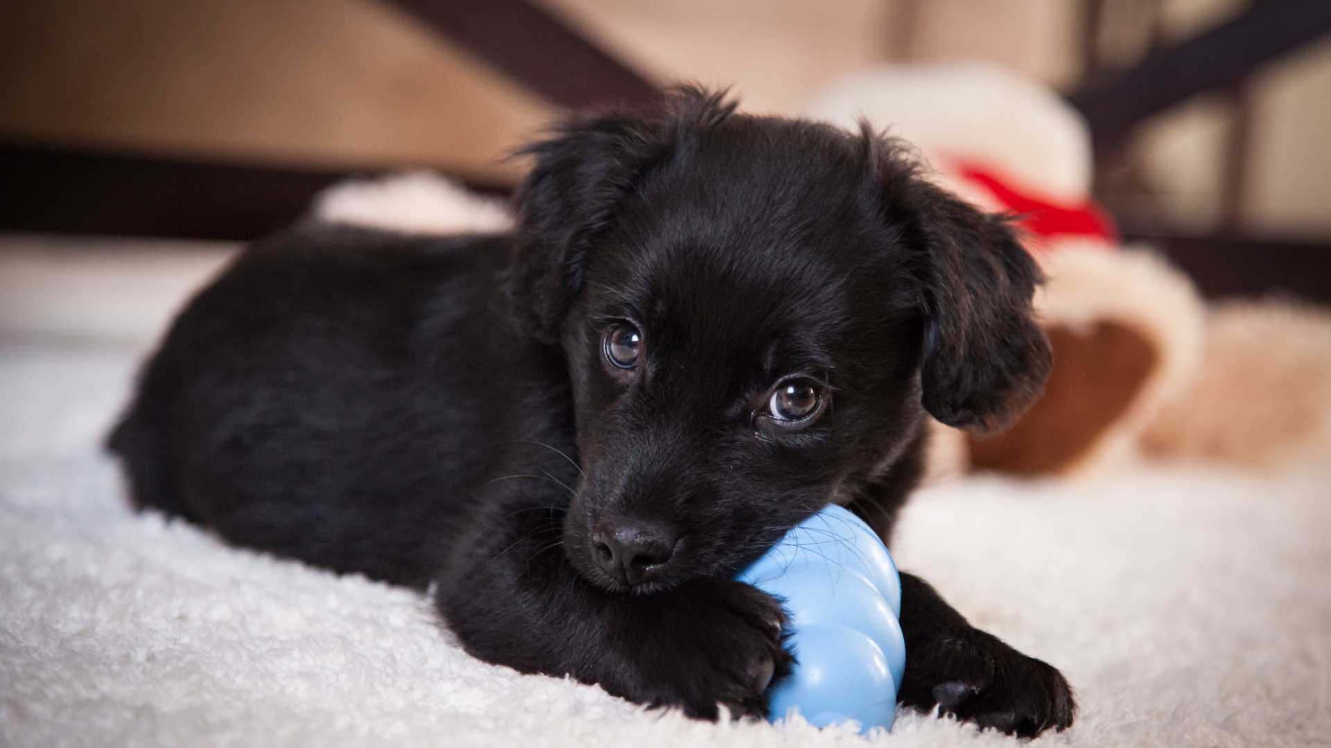 petit chiot avec son jouet