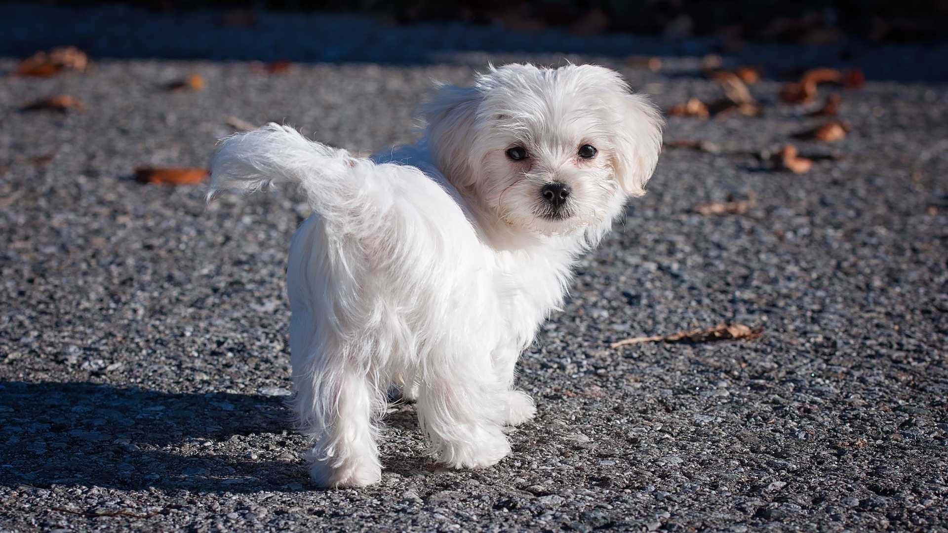 petit chiot blanc dans la rue