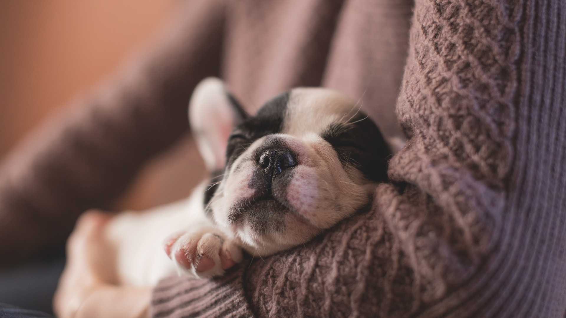 chiot dans les bras de son propriétaire