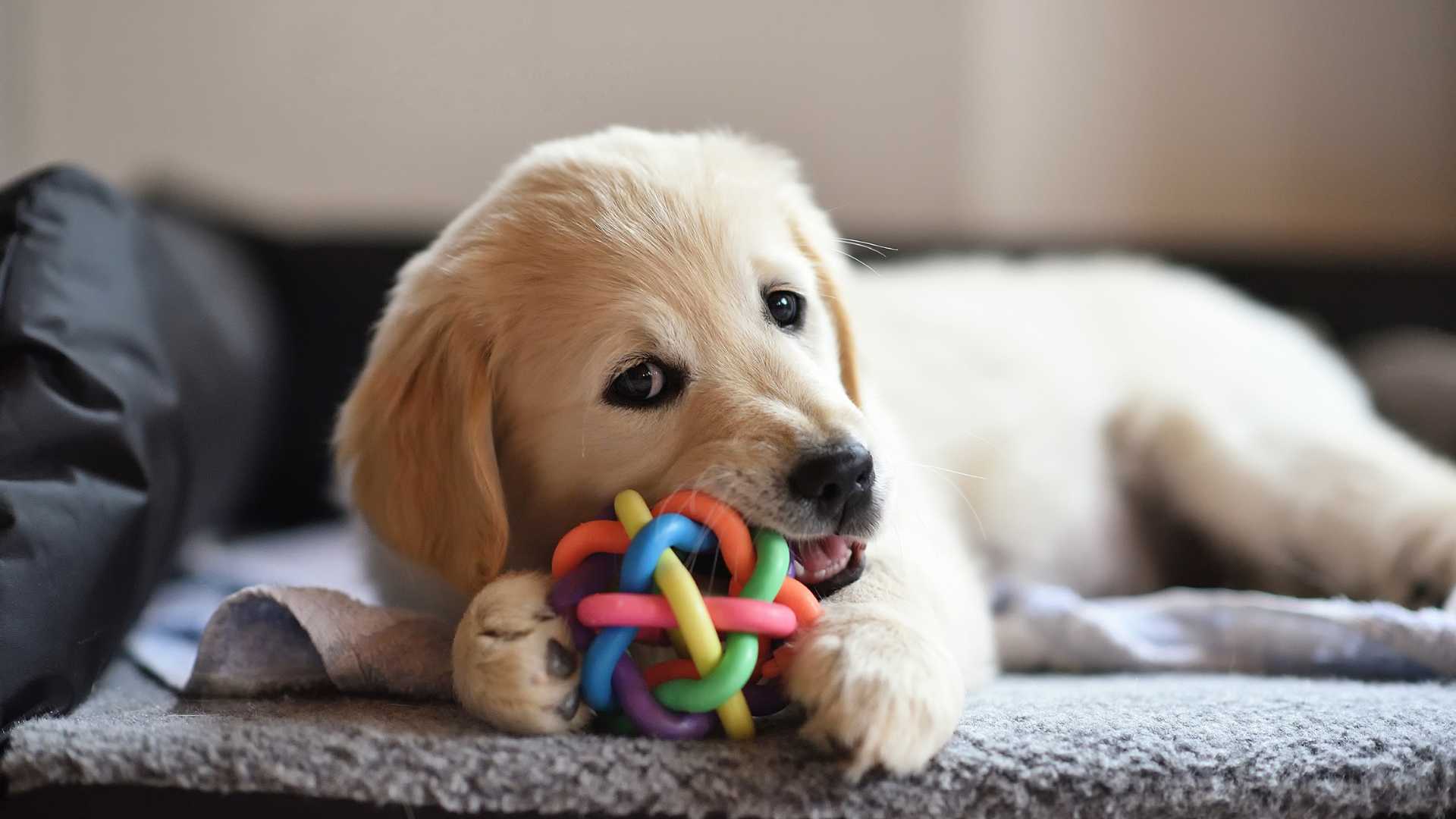 chiot qui joue avec sa balle