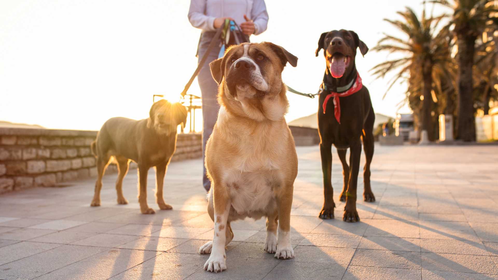 trois chien en promenade