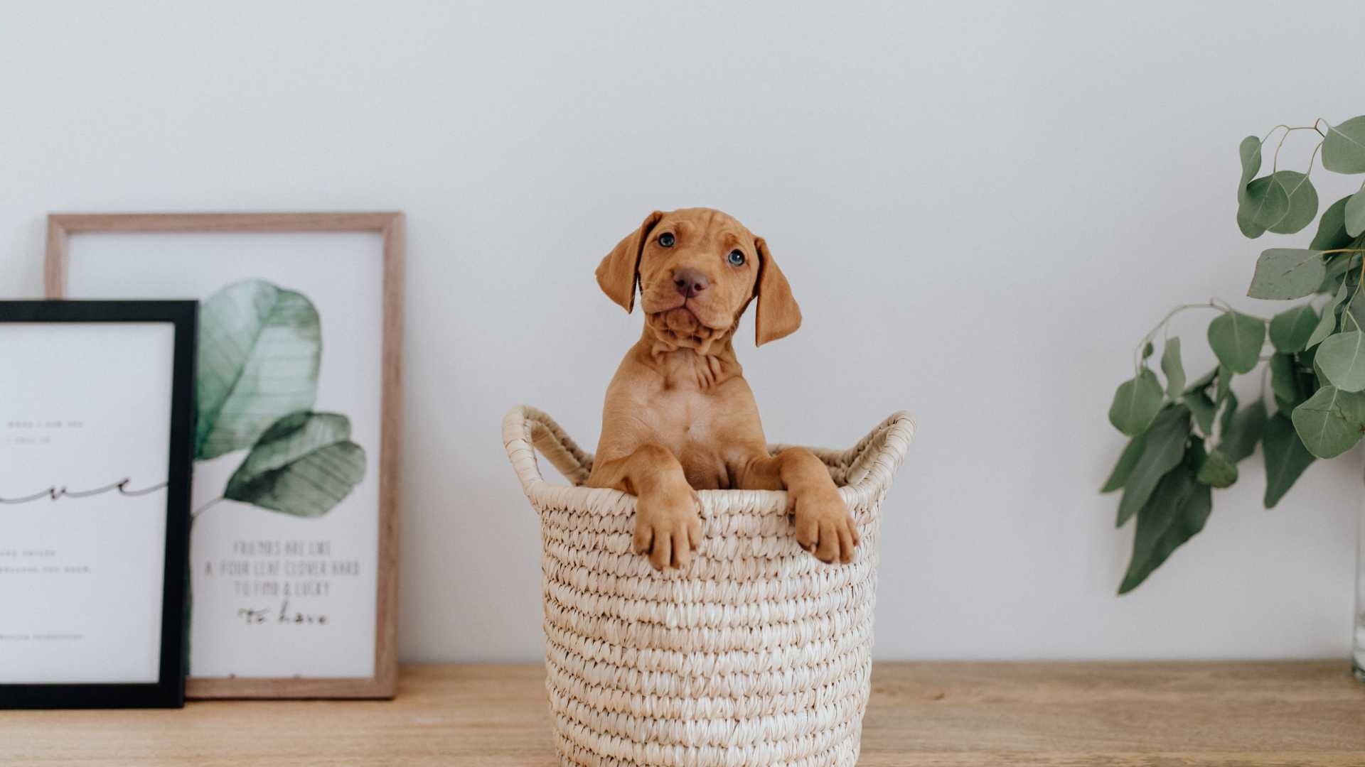 chiot dans un panier