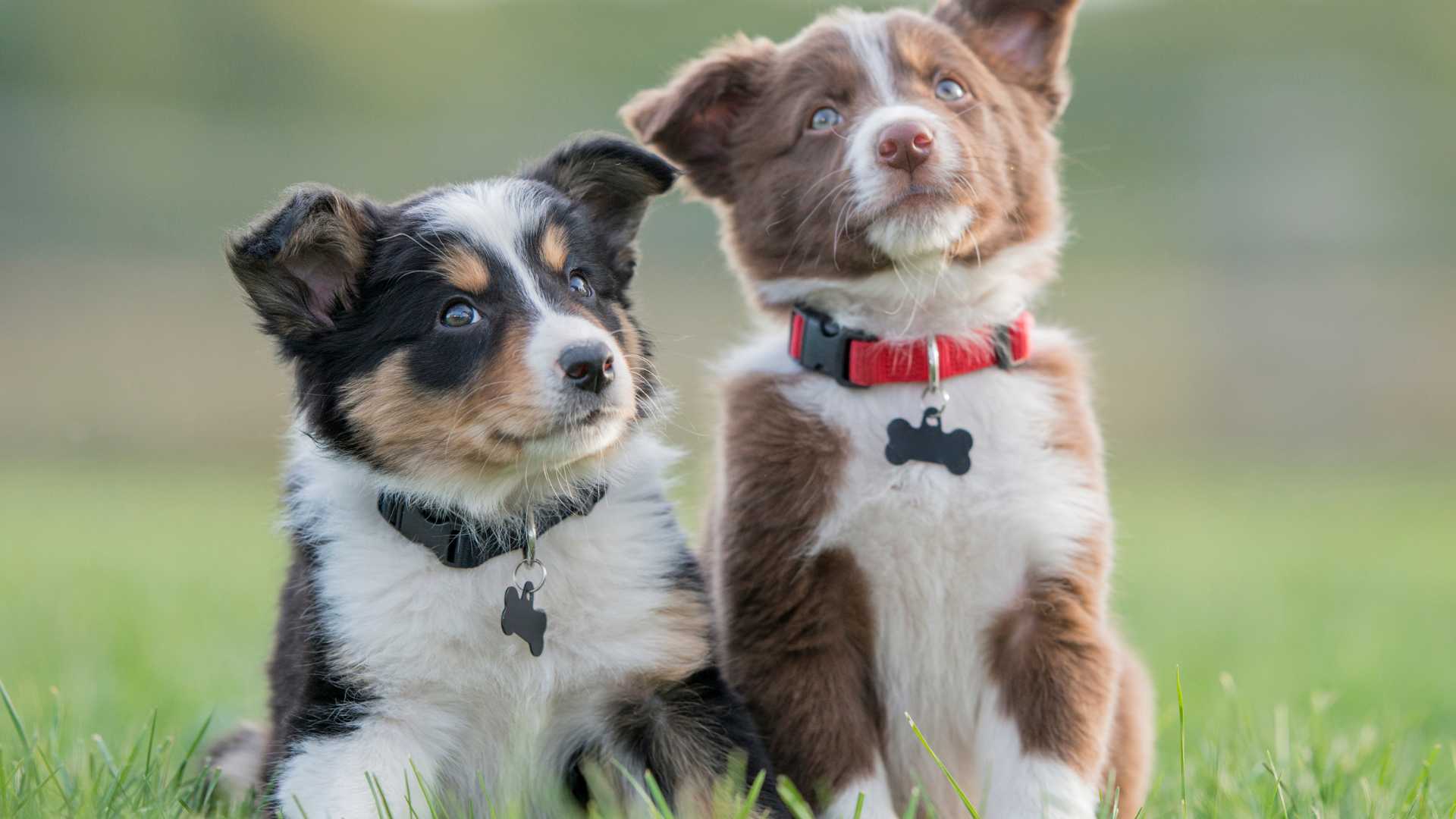 deux chiots côte à côte