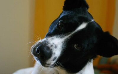 Quelles sont les obligations d’un propriétaire de chien ?
