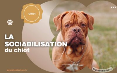 La sociabilisation du chiot