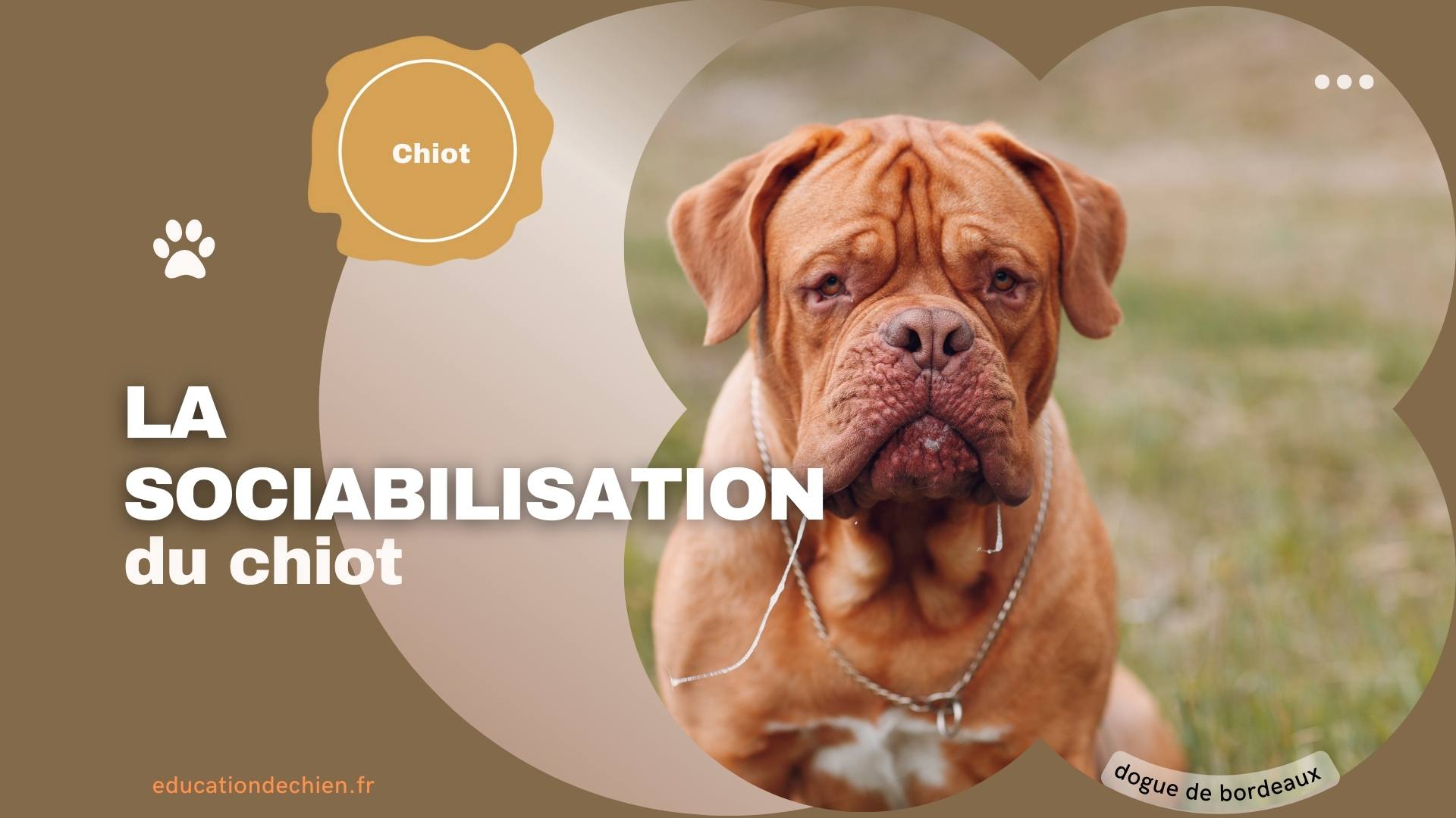 dogue de bordeaux